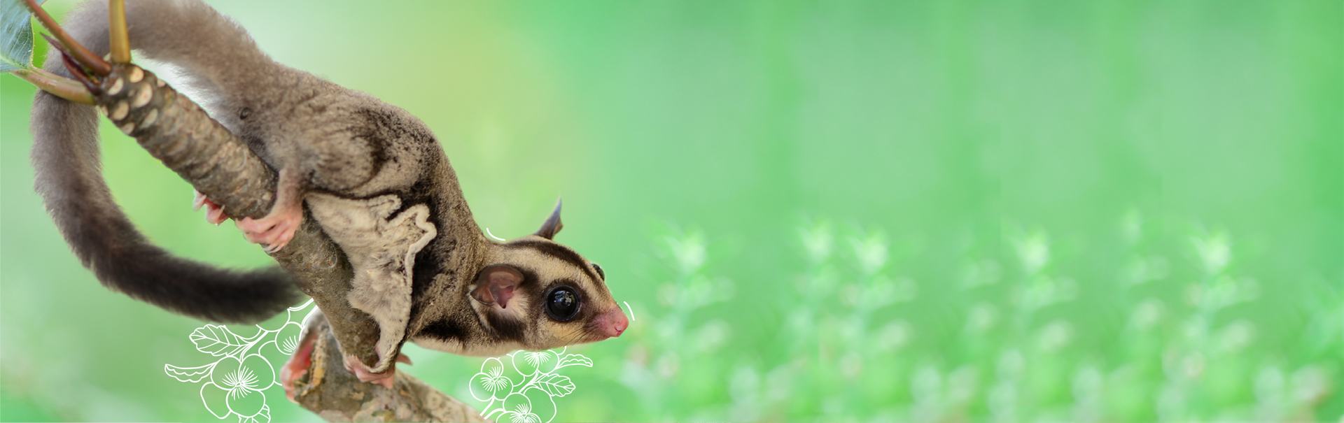 Conoce cual es la dieta correcta para tu Sugar Glider Blog Petco México