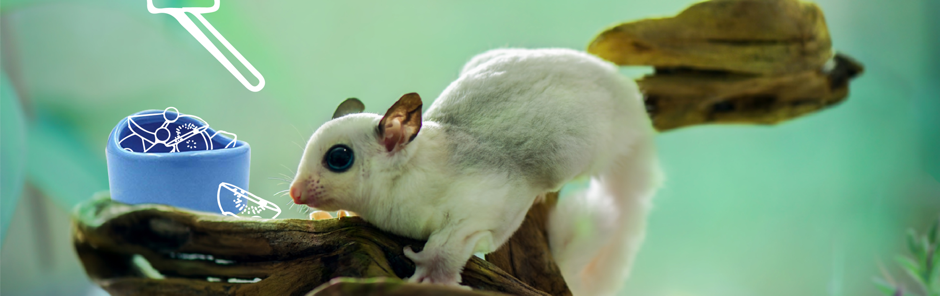 Conoce cual es la dieta correcta para tu Sugar Glider Blog Petco México
