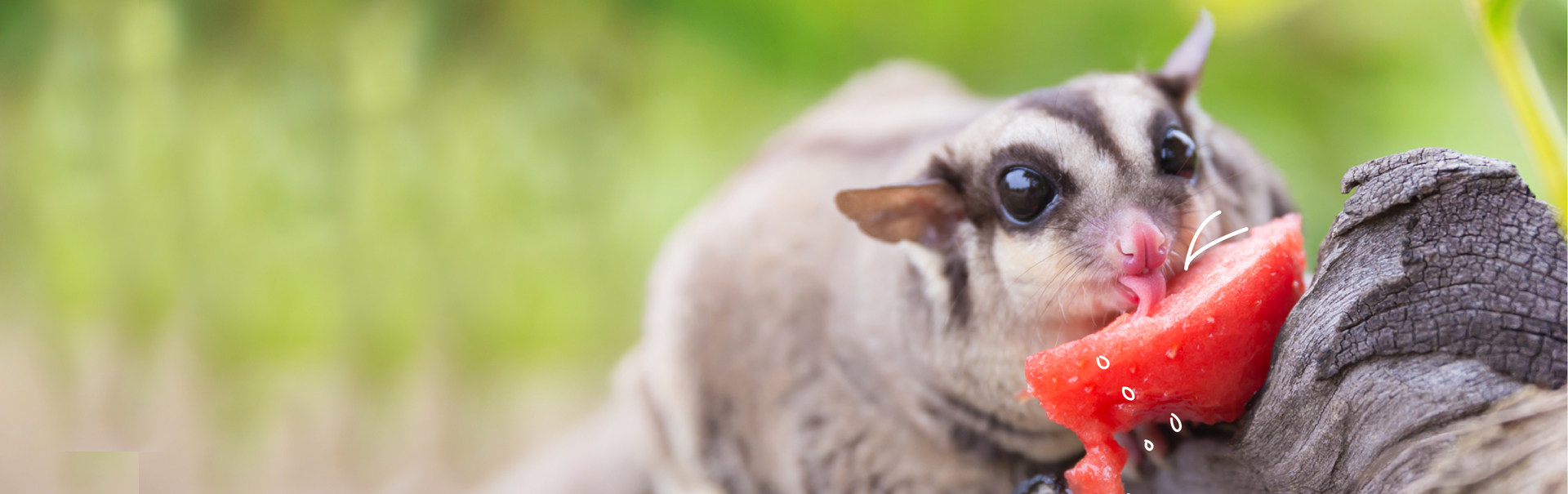 Conoce cual es la dieta correcta para tu Sugar Glider Blog Petco México