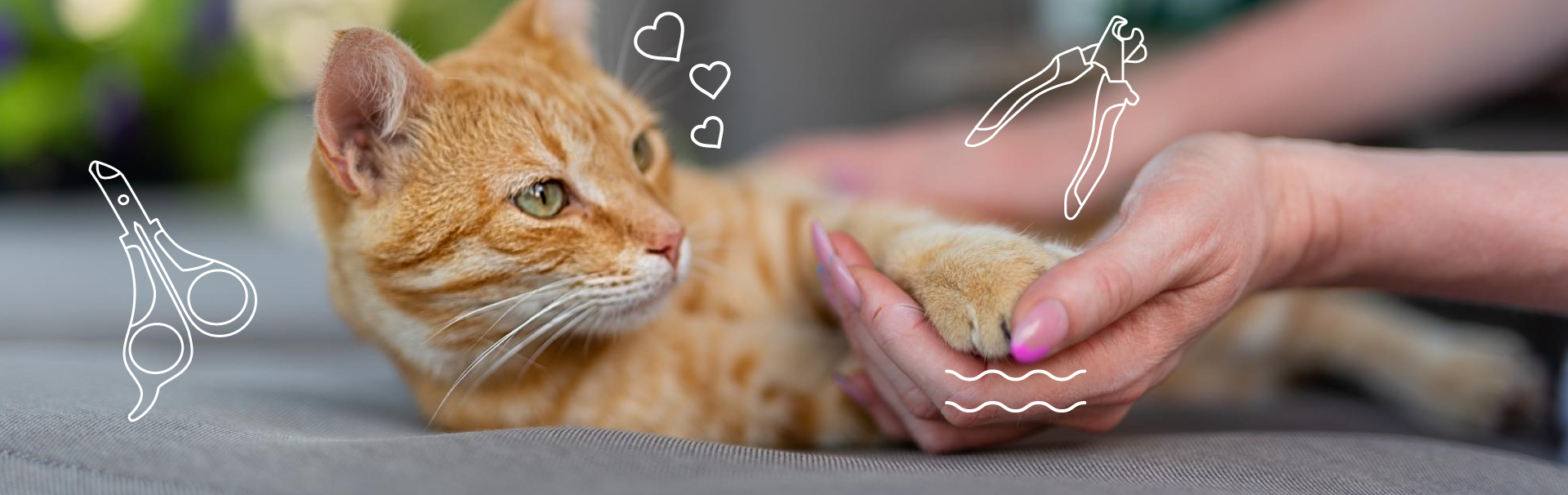 cortar uñas de gato