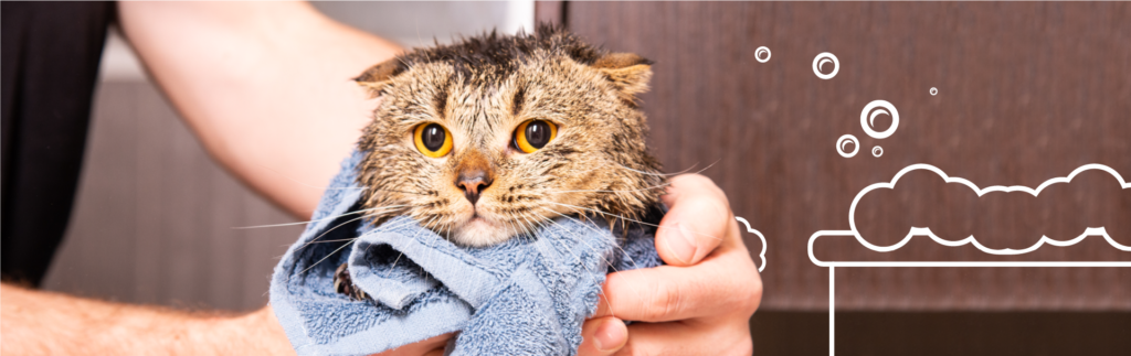 Cómo limpiar el arenero de tu gato de forma adecuada - Blog Petco México