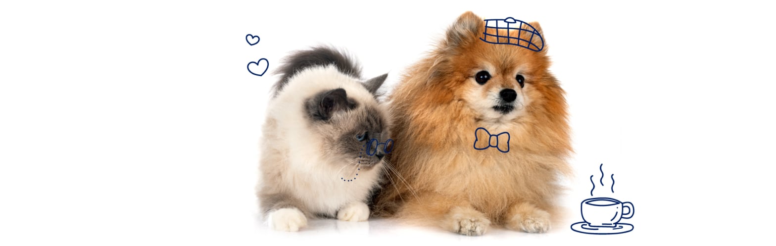 disfunción cognitiva