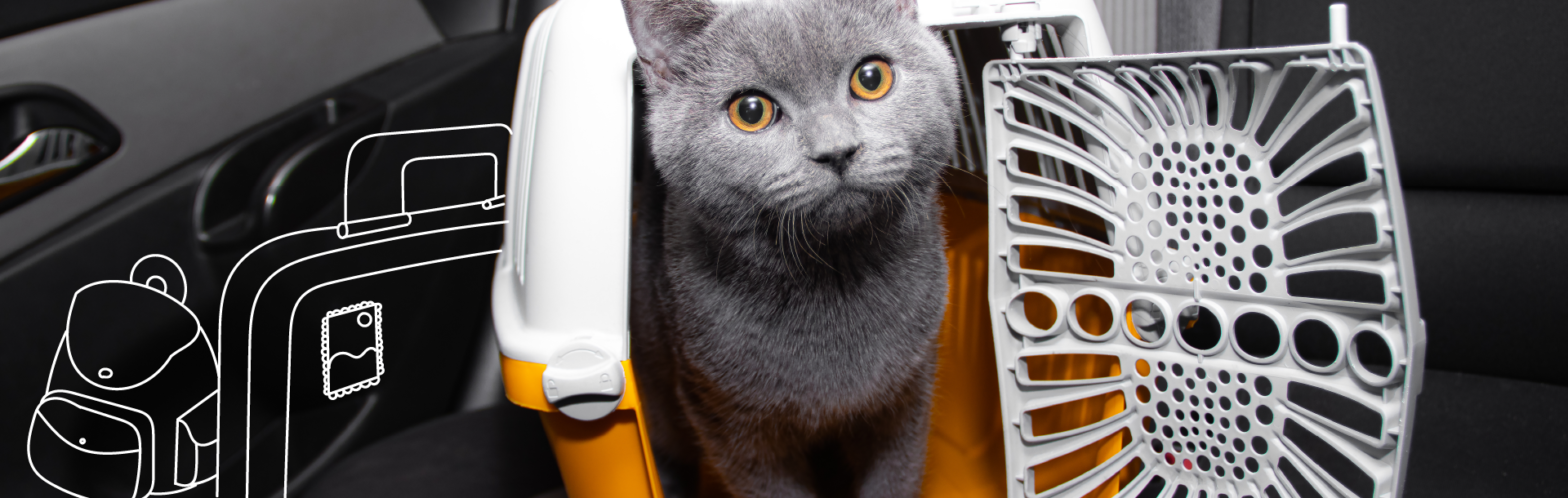 viajar con gatos