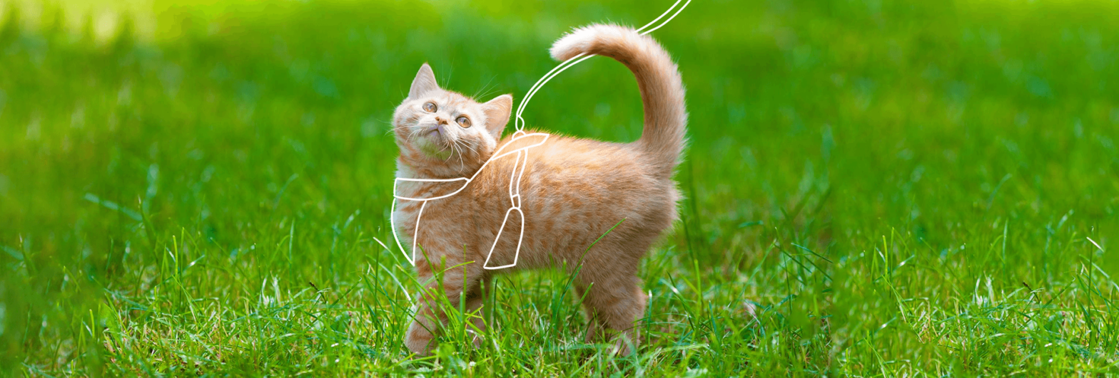 accesorios para gatos