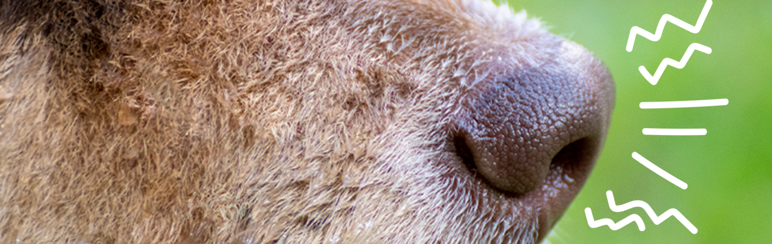 Estornudos en perros