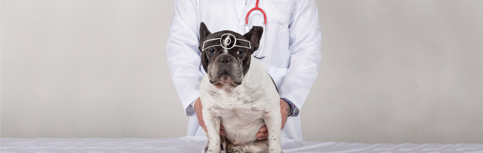 Artritis en animales