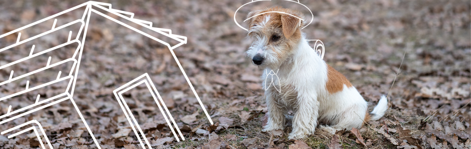 animal de compañía