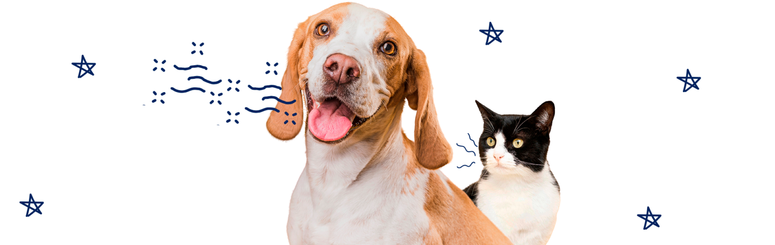 Dolor de boca en mascotas