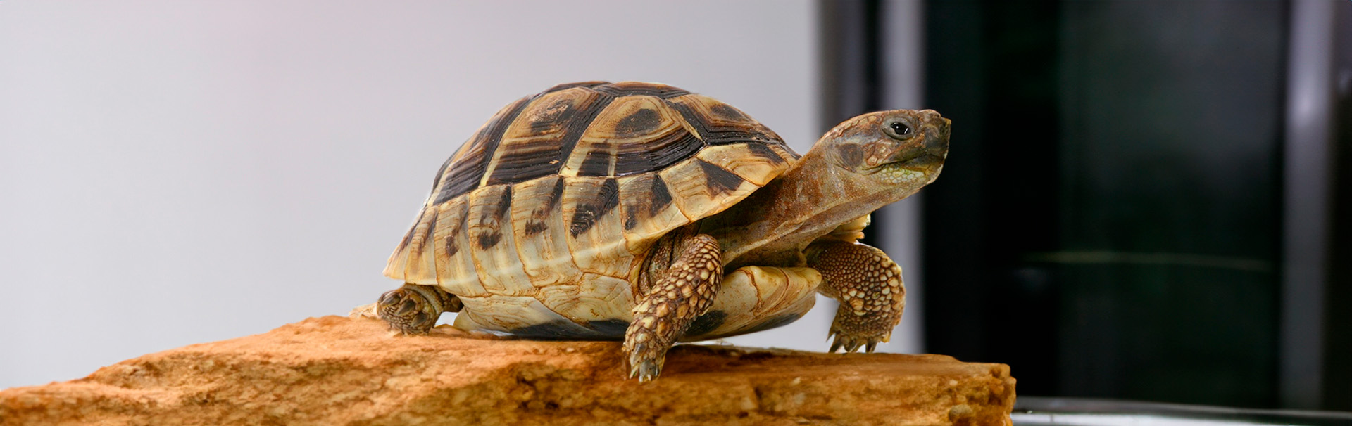 Estos son los cuidados que necesita una tortuga - Yo Animal