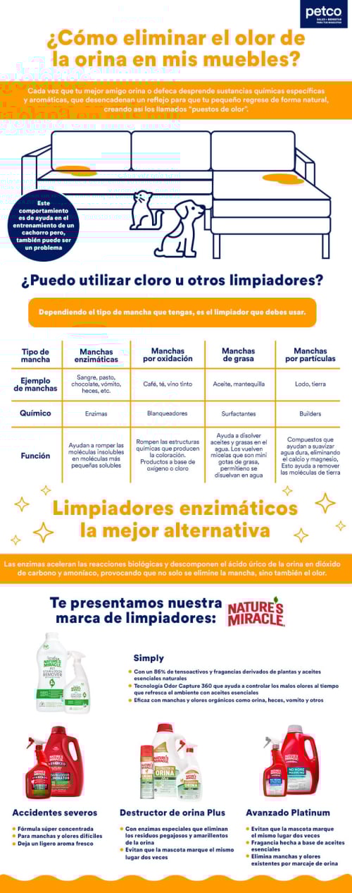 1Pe-Infografia 1Pe-Infografia